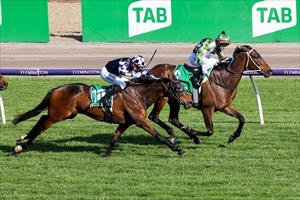 PICK OF THE DRAW BRINGS WERTHER INTO COX PLATE MIX